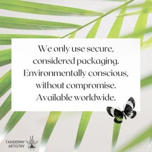 19256 sumatran tiger tarantula where to buy