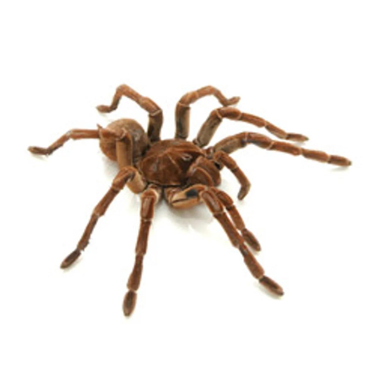 19258 goliath bird eater lifespan