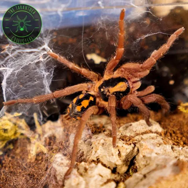 19261 tarantula behavior