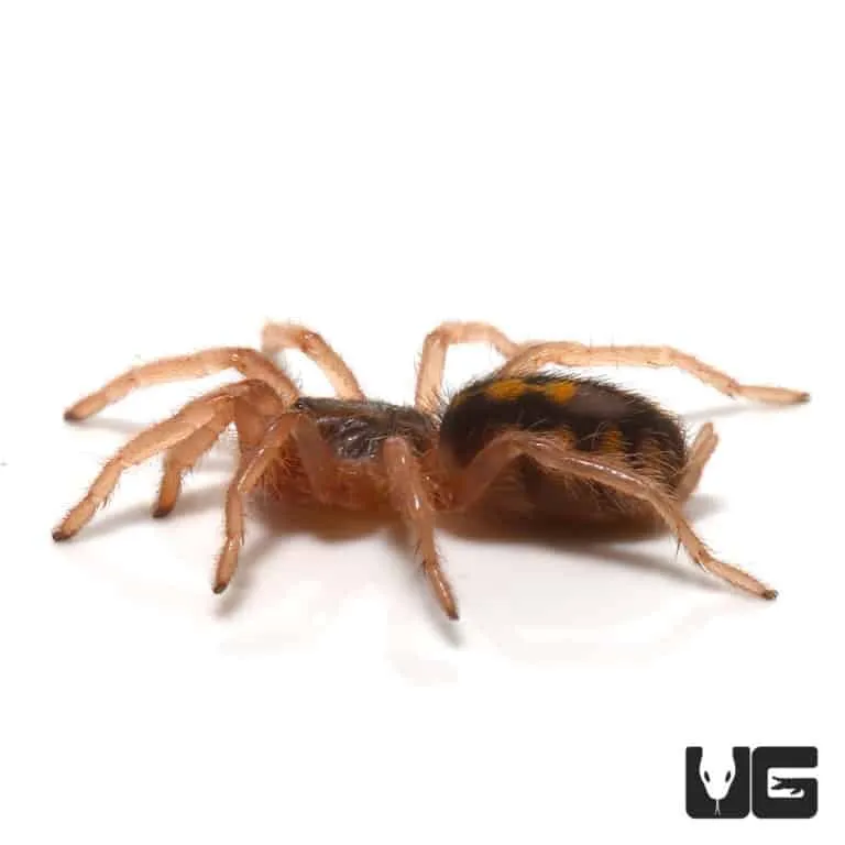 19261 tarantula feeding