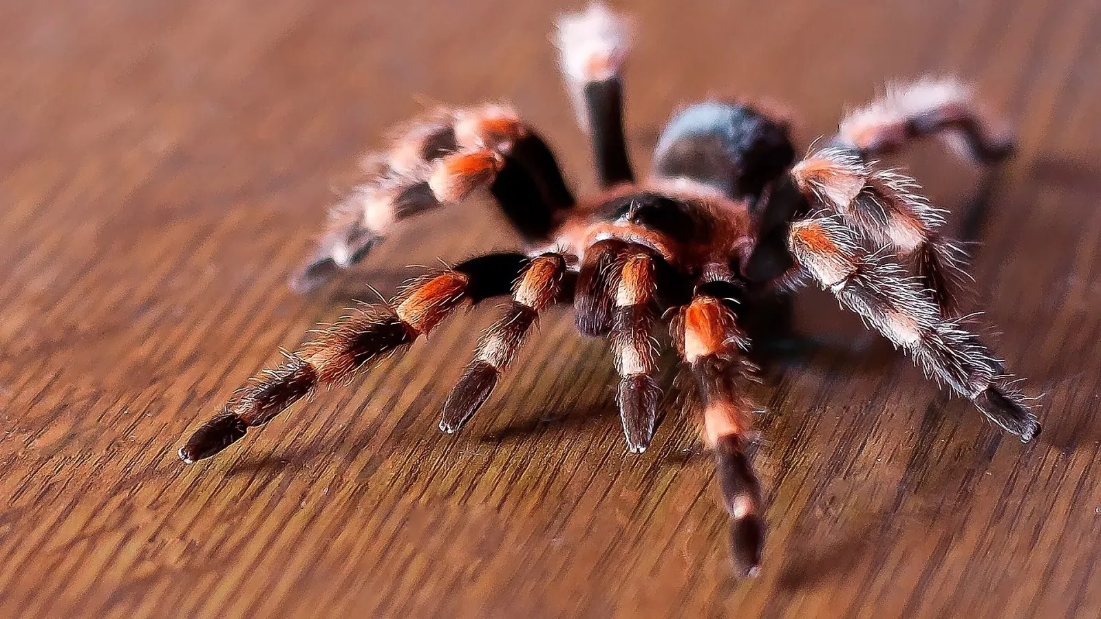 19266 all red tarantula close up