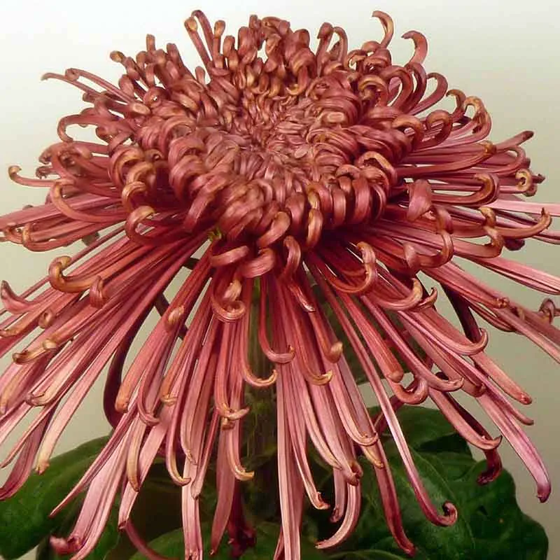 19266 all red tarantula in habitat