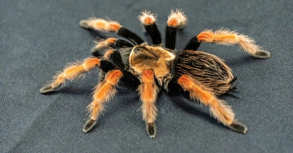 /img/19266-healthy-all-red-tarantula.webp