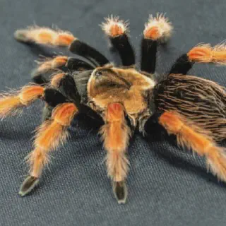/img/19266-healthy-all-red-tarantula.webp
