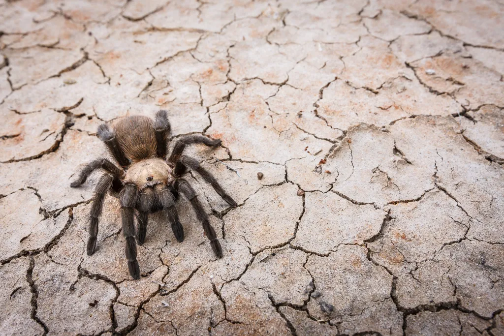 /img/19267-tarantula-texas-nature.webp