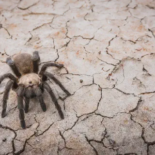 /img/19267-tarantula-texas-nature.webp