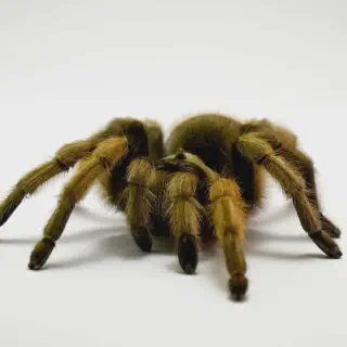 /img/19268-long-lived-tarantula.webp