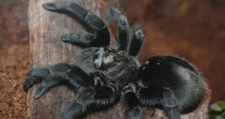 19268 male female tarantula