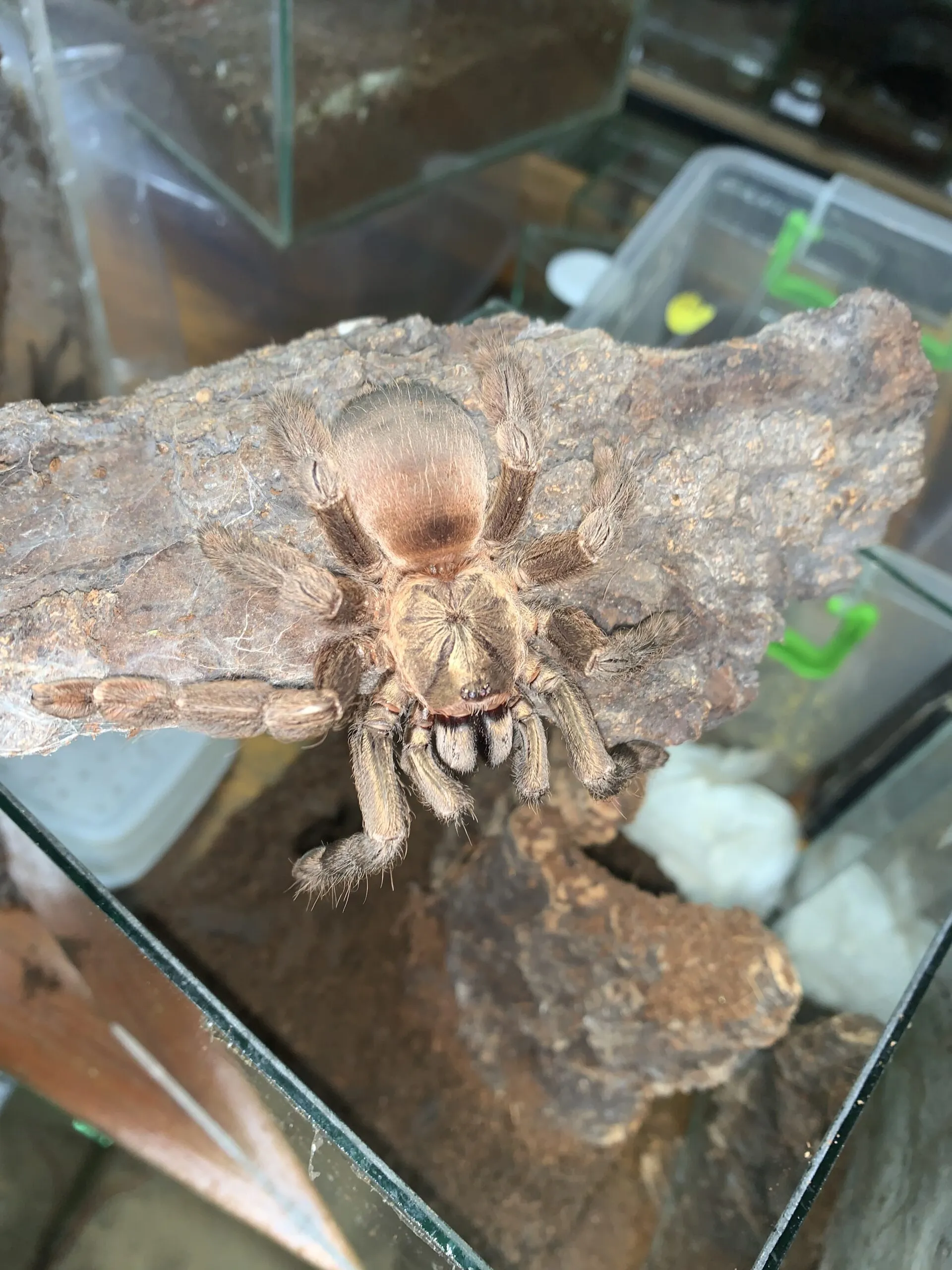 19271 pinktoe tarantula 1