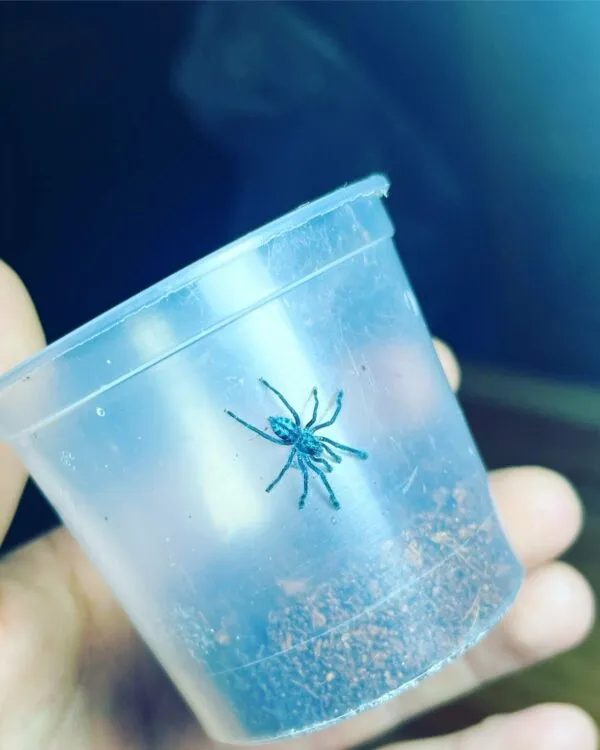 19271 pinktoe tarantula 2