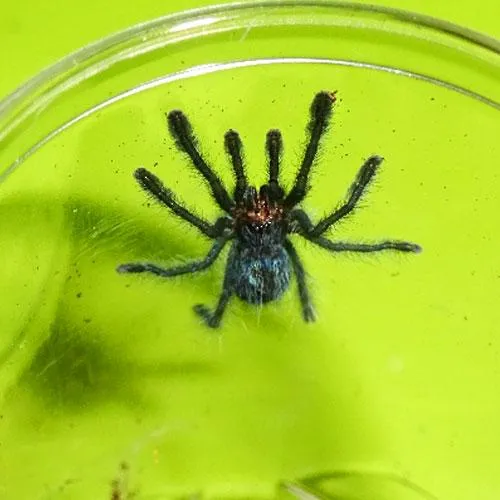 19271 pinktoe tarantula 3