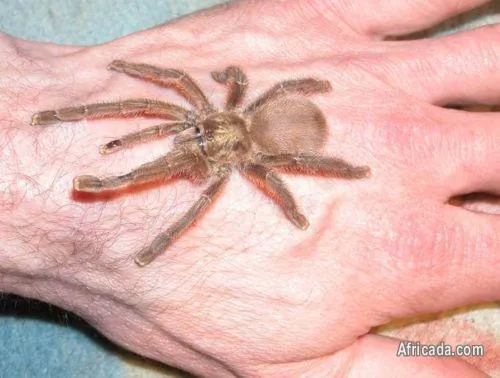 19271 pinktoe tarantula 4