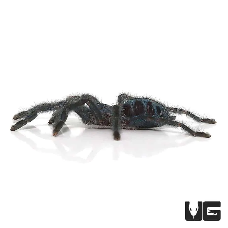 19271 pinktoe tarantula 6