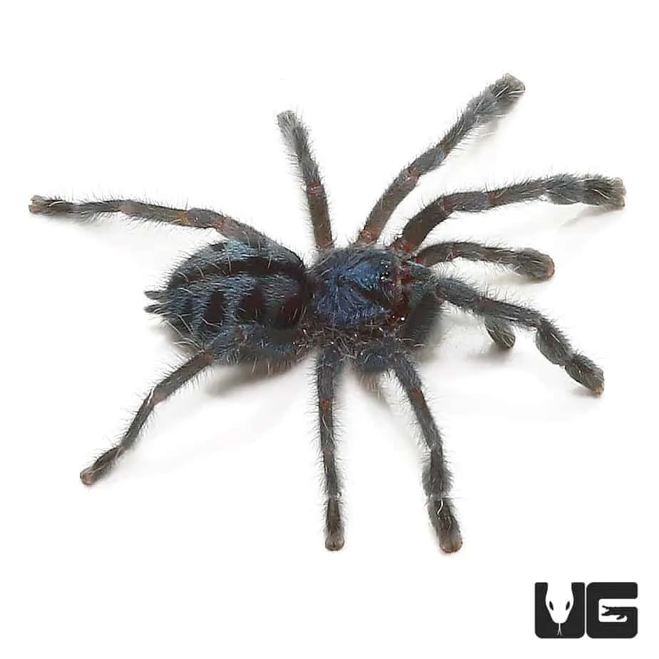 /img/19271-pinktoe-tarantula-7.webp