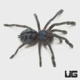 /img/19271-pinktoe-tarantula-7.webp