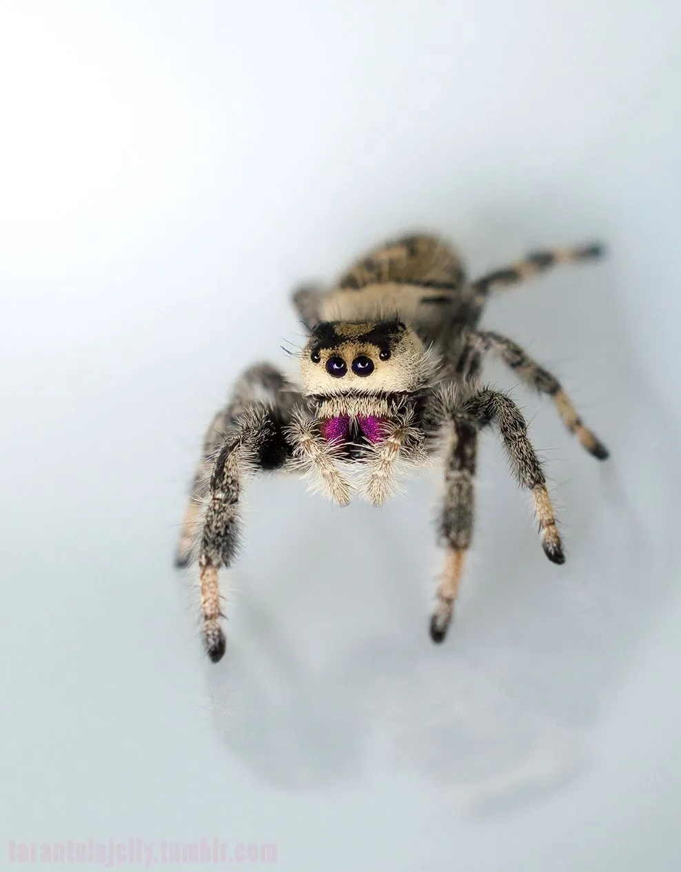 19273 tarantula spiderling feeding