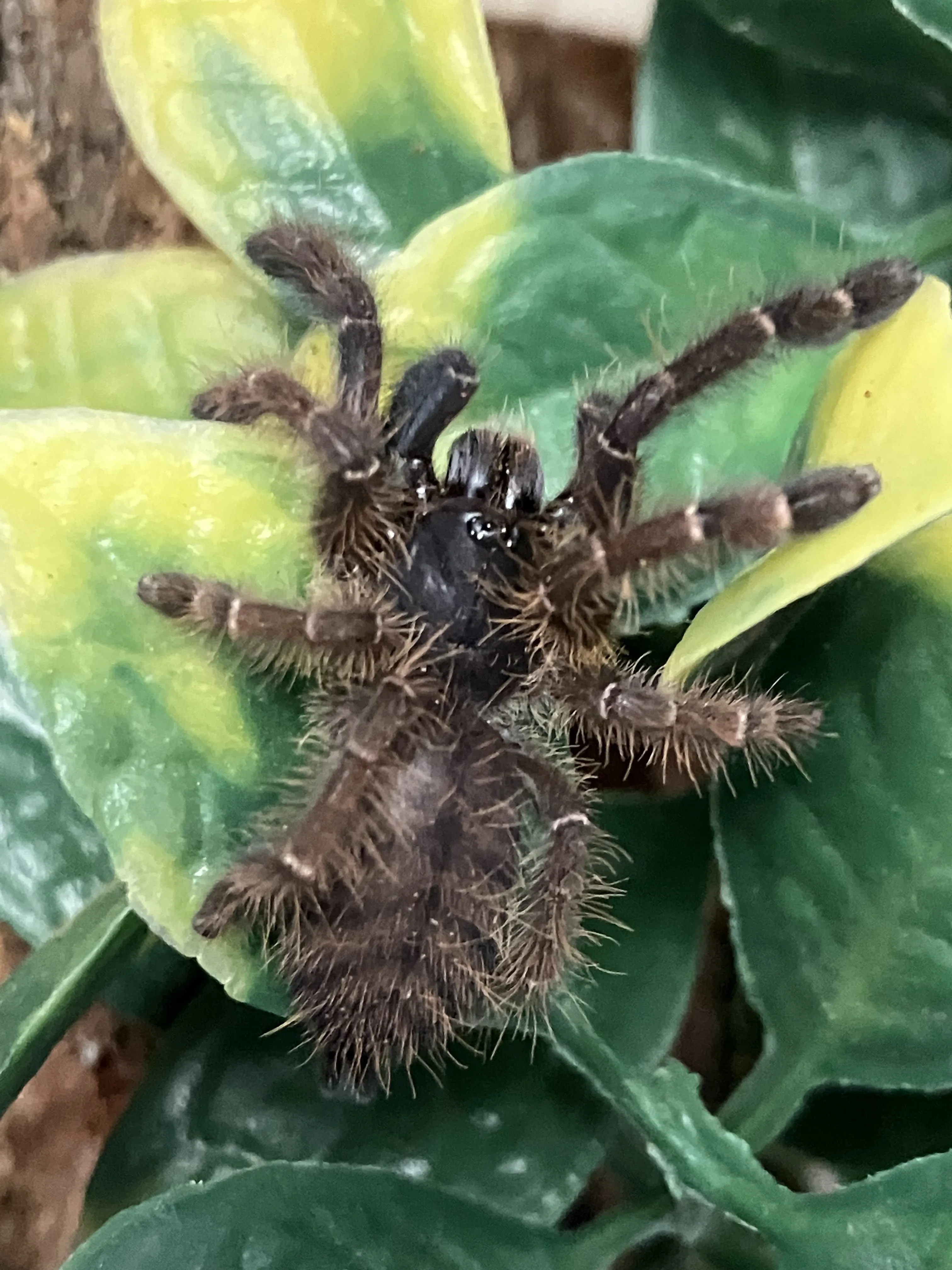 19273 tarantula spiderling mite infestation