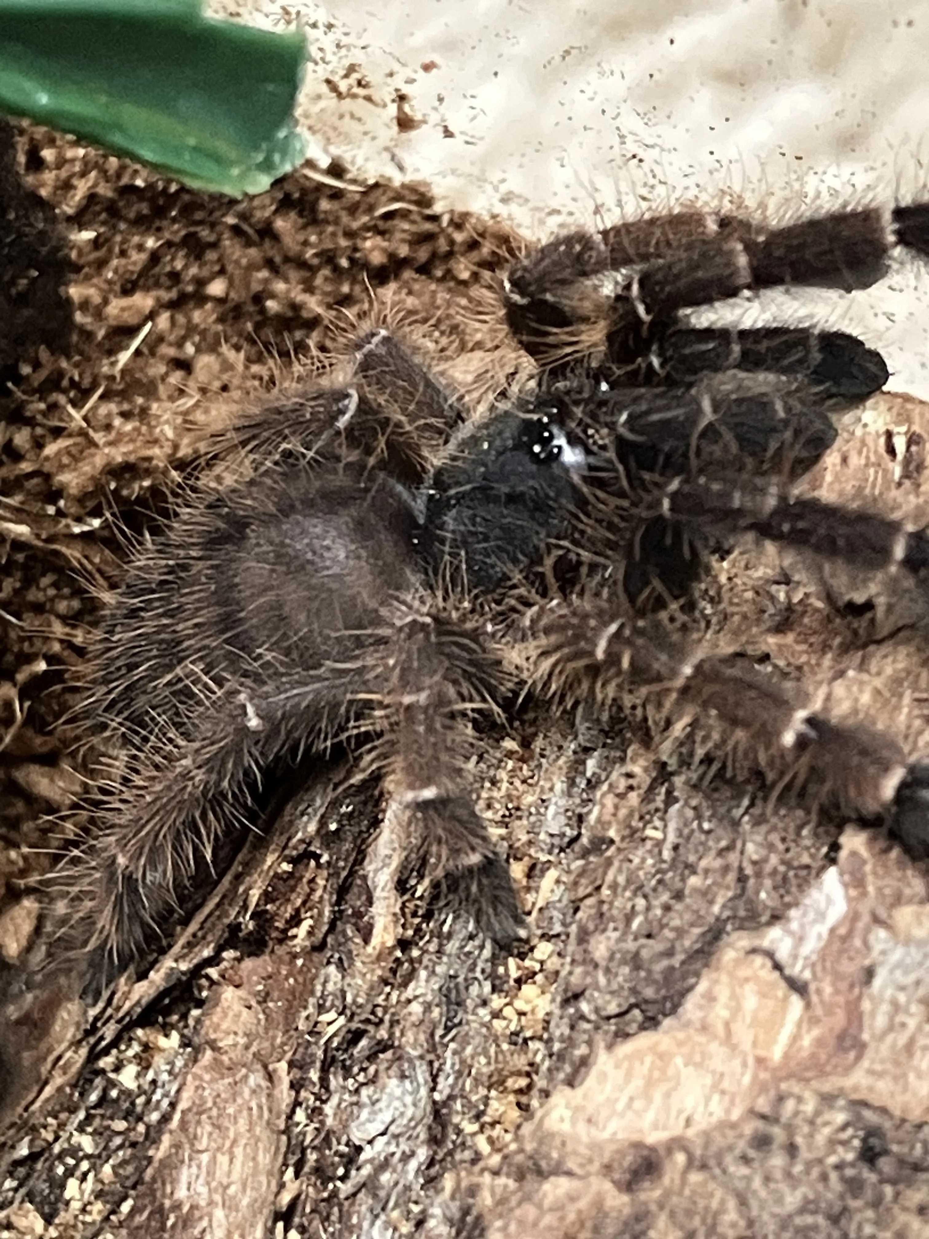 /img/19273-tarantula-spiderling-molting.webp