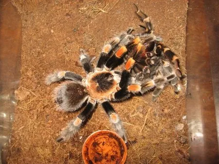 19273 tarantula spiderling substrate