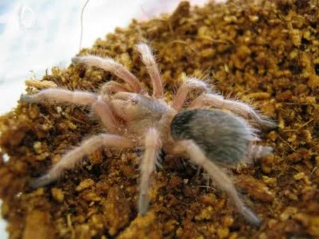 19273 tarantula spiderling water