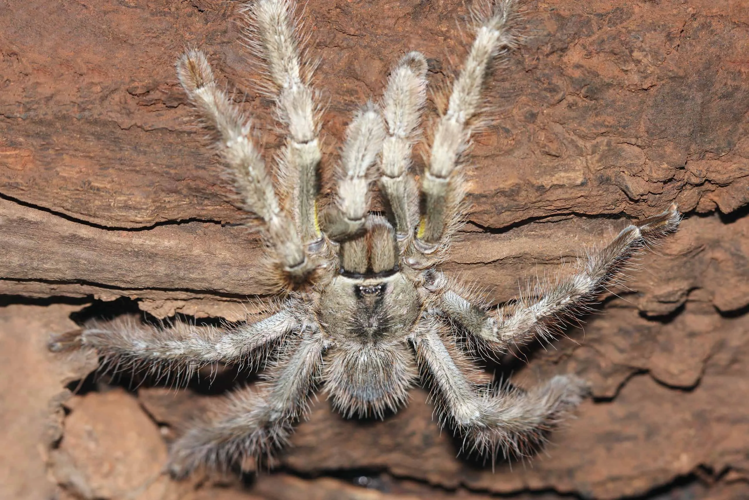/img/19274-tarantula-lifespan-image7.webp
