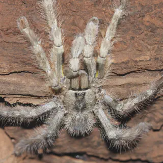/img/19274-tarantula-lifespan-image7.webp