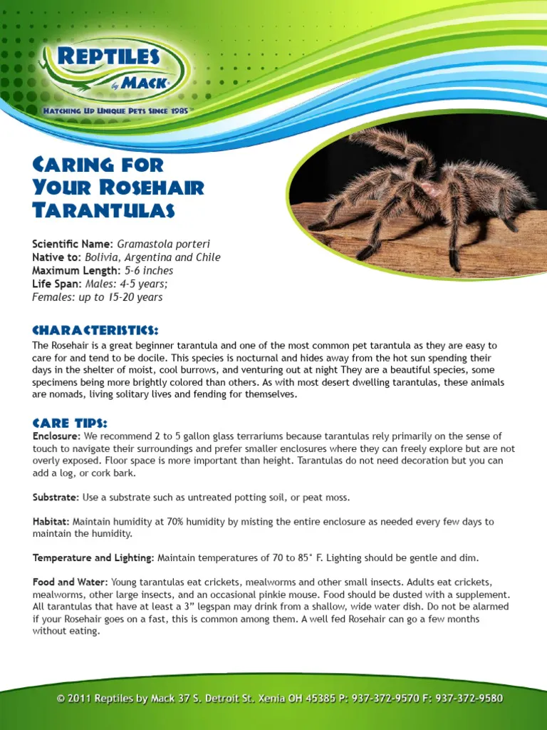 19275 tarantula spiderling 2