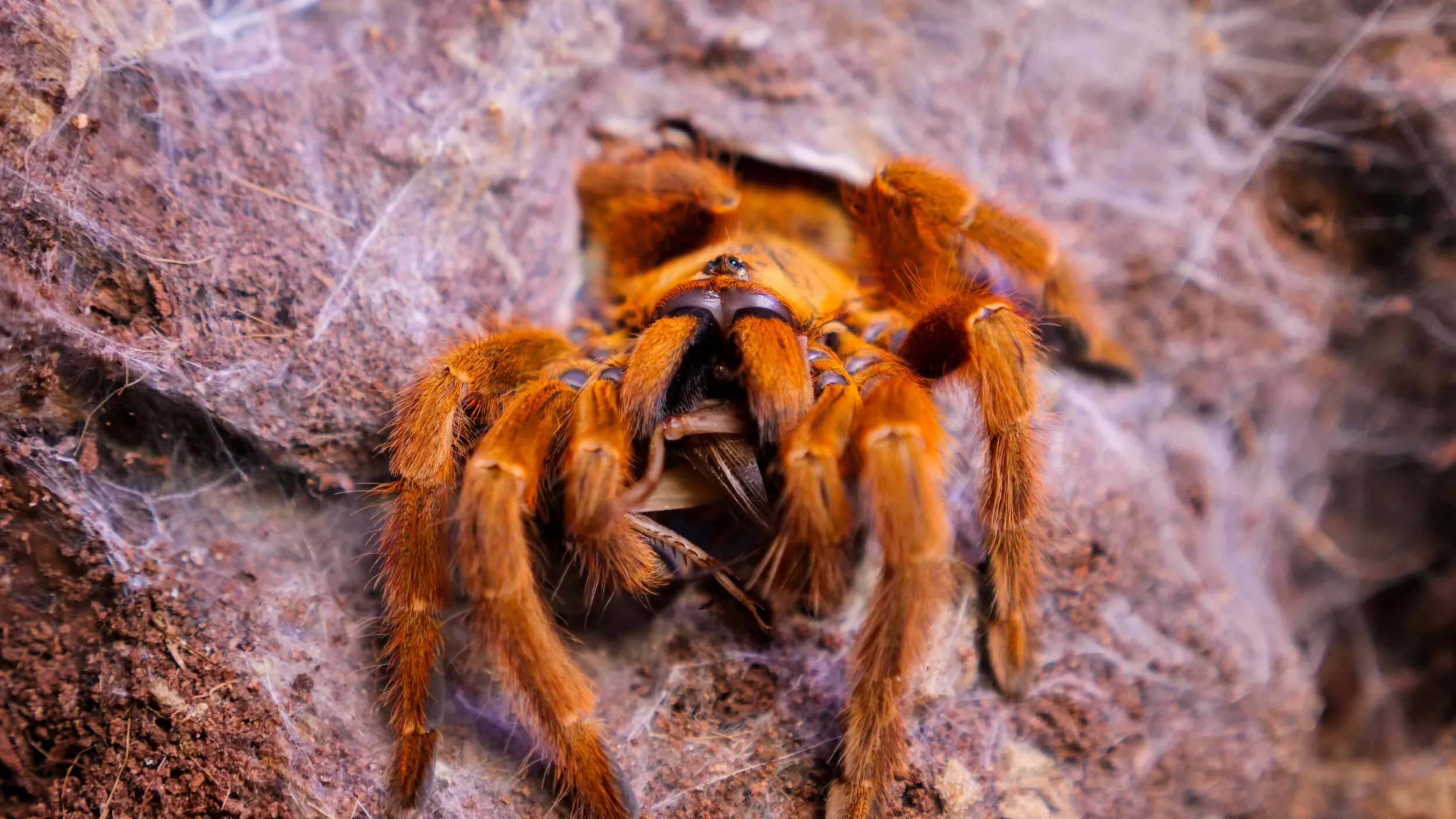 /img/19275-tarantula-spiderling-7.webp