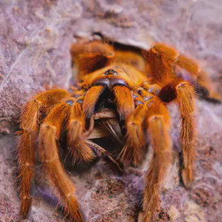 /img/19275-tarantula-spiderling-7.webp