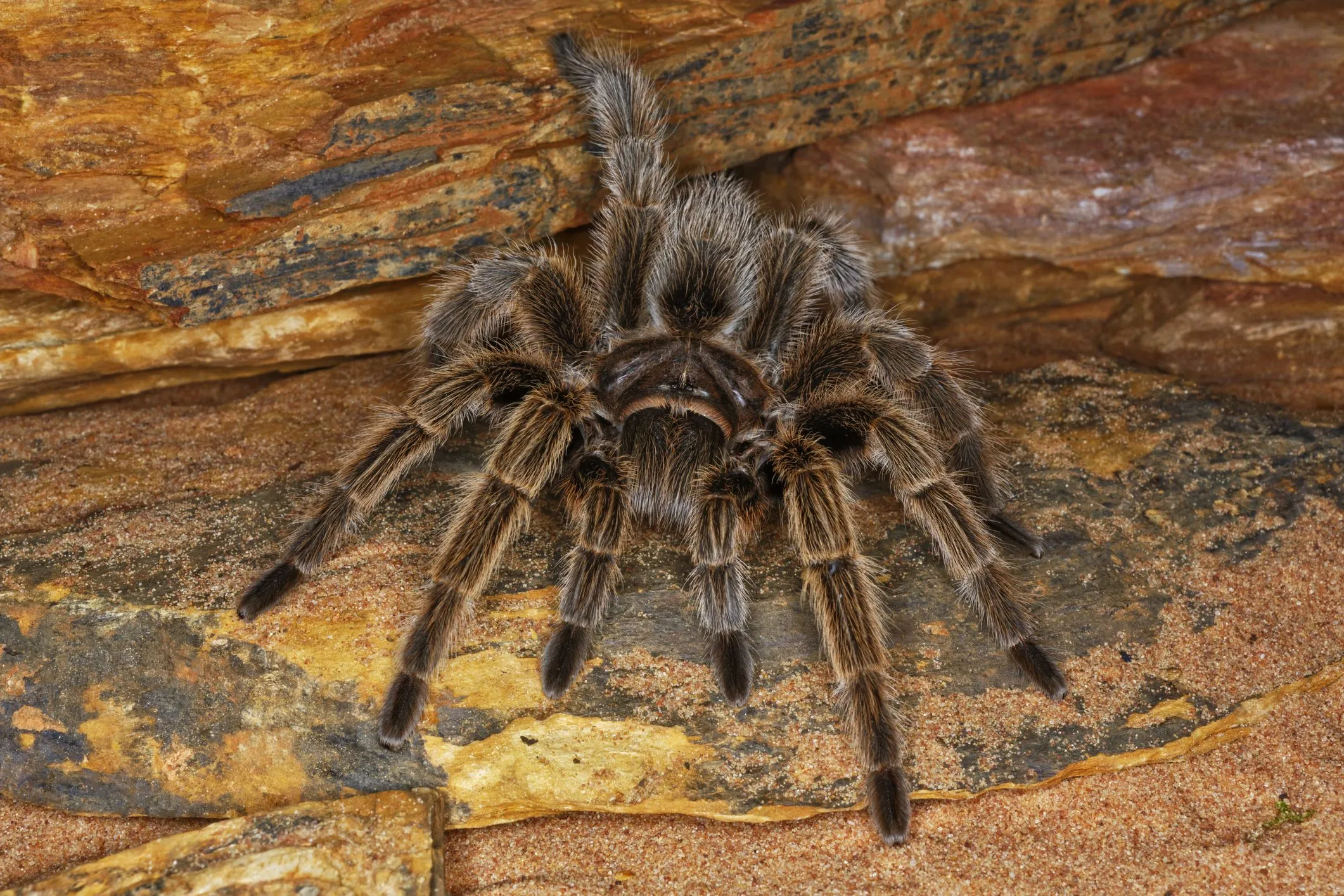 /img/19277-tarantula-pet-store.webp