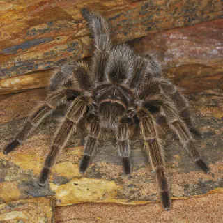 /img/19277-tarantula-pet-store.webp