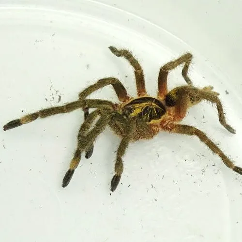 19278 golden hair tarantula feeding