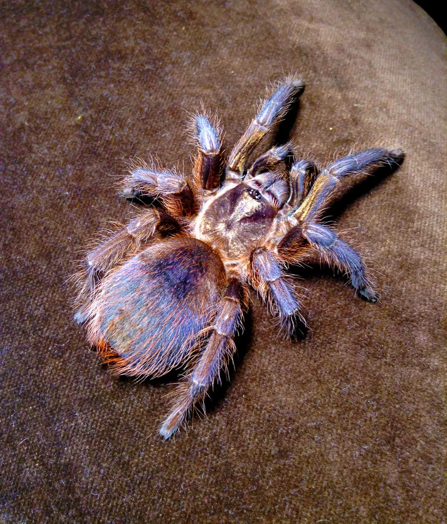 /img/19278-golden-hair-tarantula-molting.webp