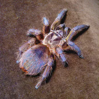 /img/19278-golden-hair-tarantula-molting.webp