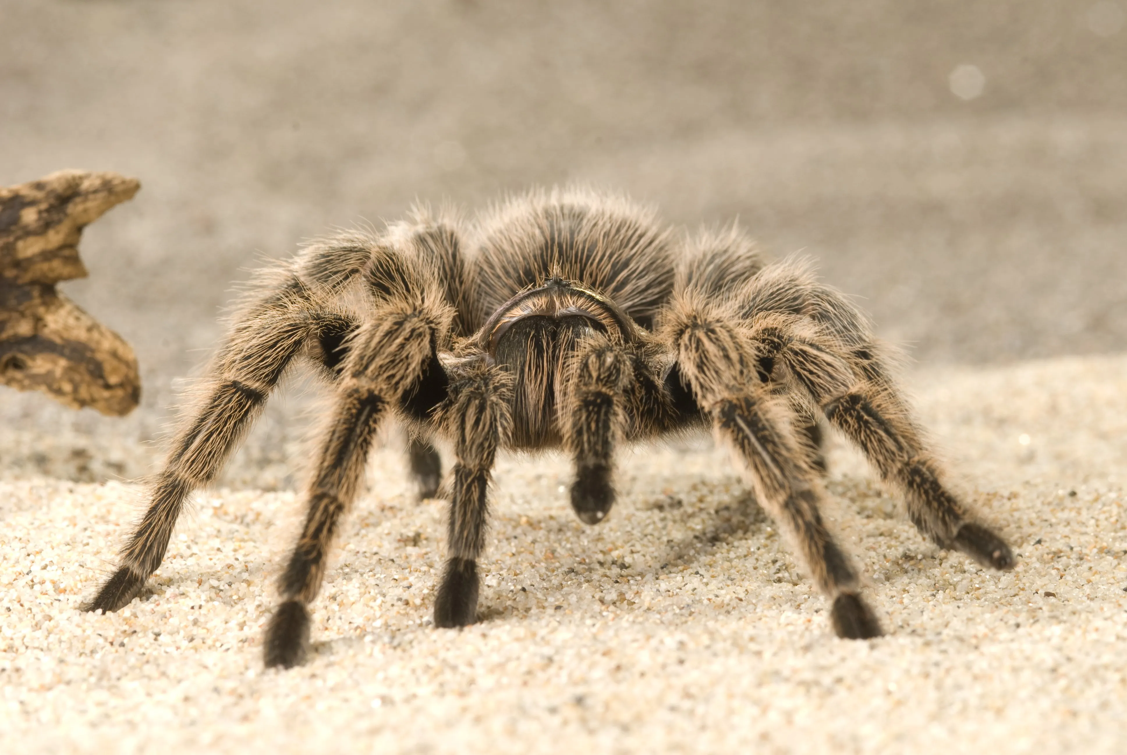 19280 tarantula insect 4