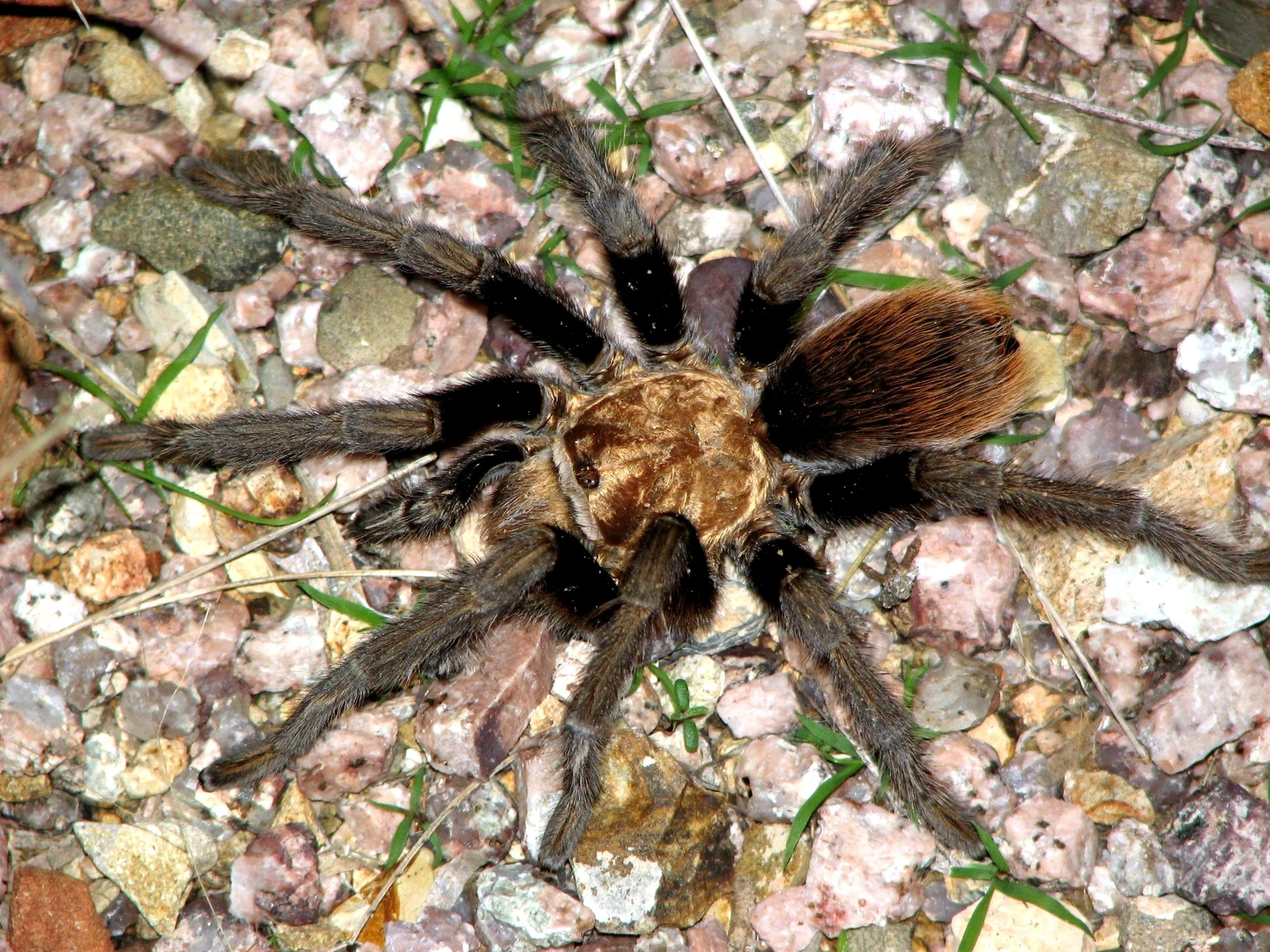 19280 tarantula insect 5