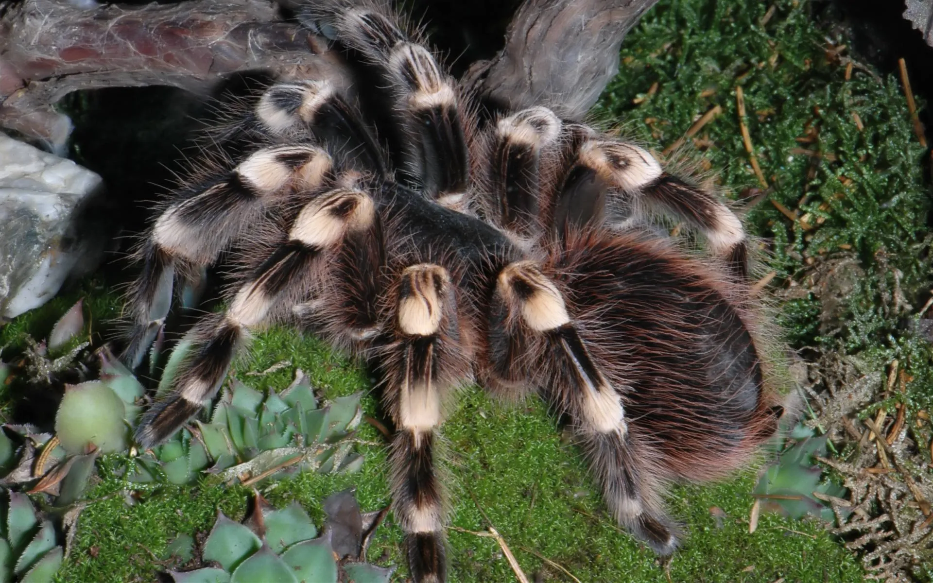 /img/19280-tarantula-insect-7.webp