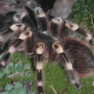 /img/19280-tarantula-insect-7.webp