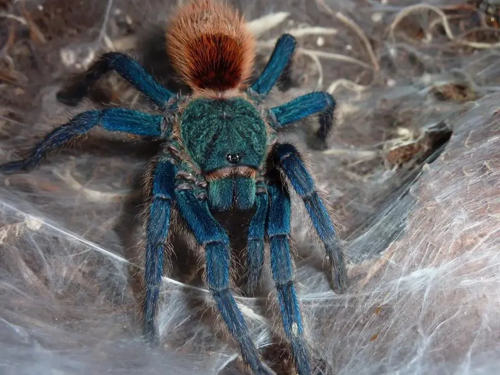 19283 greenbottle blue tarantula