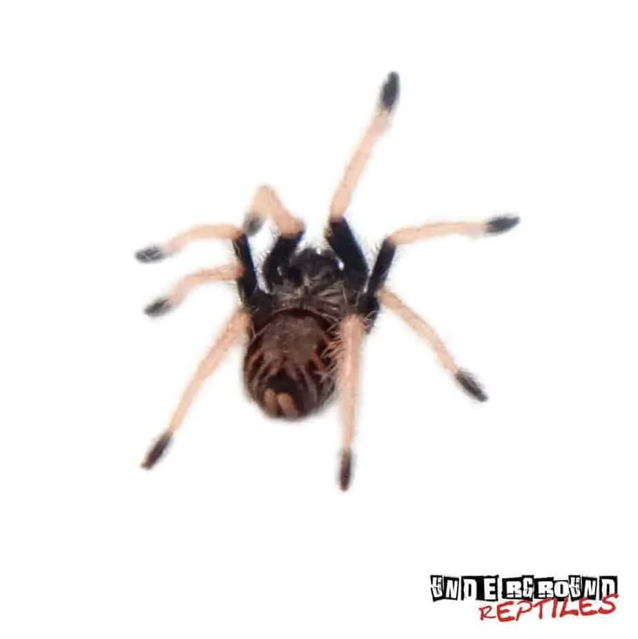 19283 tarantula prey paralysis