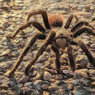 /img/19286-texas-baby-tarantula-burrow.webp