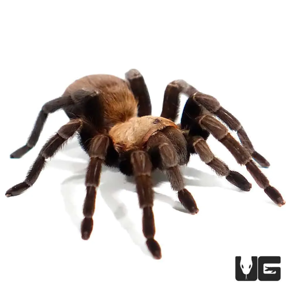 19286 texas baby tarantula defensive pose