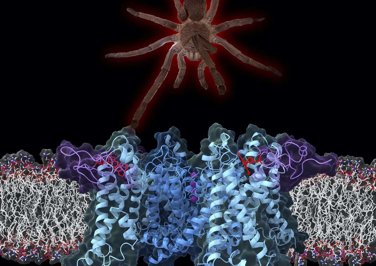 19288 tarantula venom image2