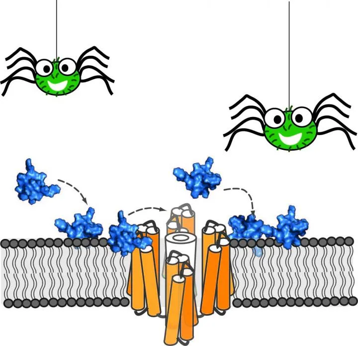 19288 tarantula venom image4