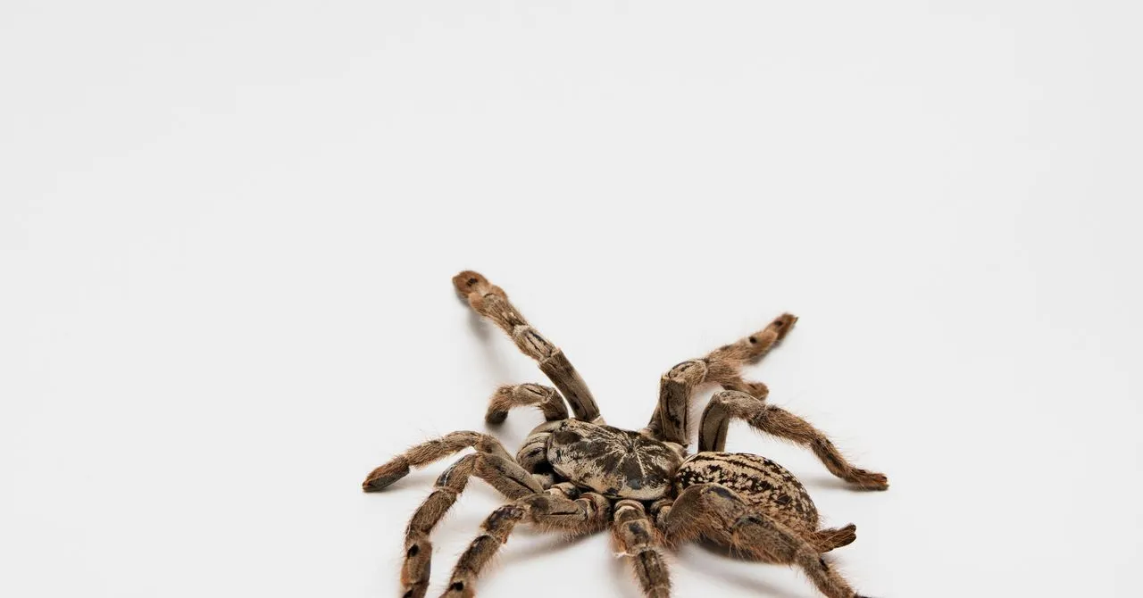 19288 tarantula venom image6