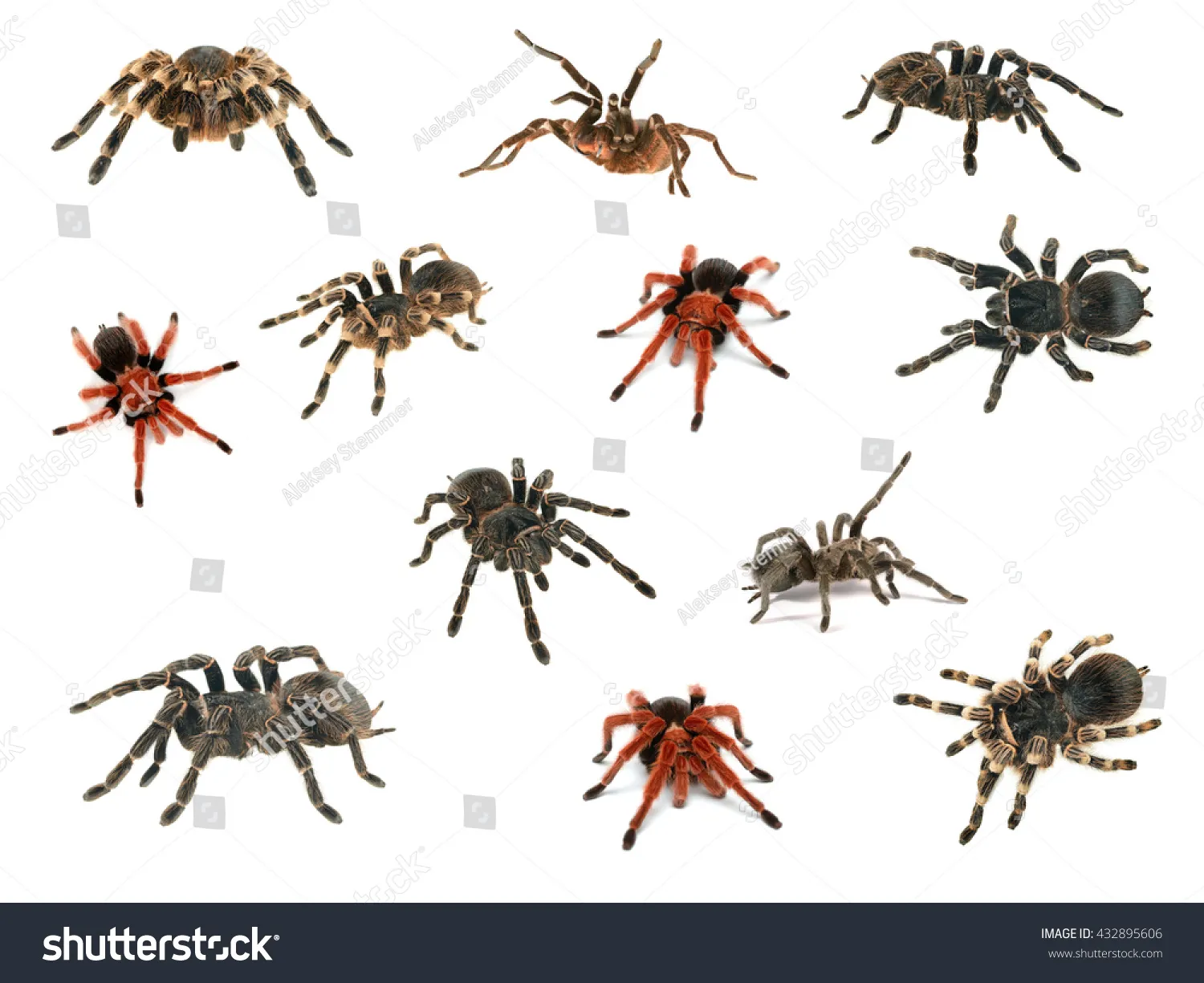 /img/19290-tarantula-species.webp