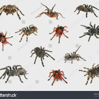 /img/19290-tarantula-species.webp
