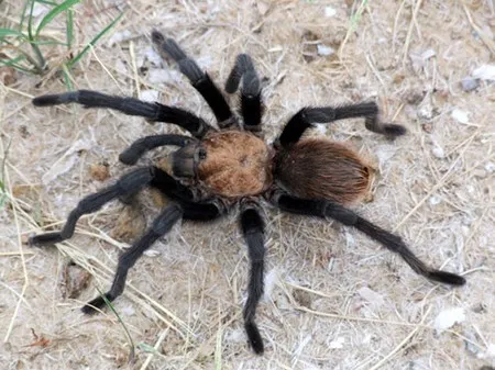 19290 tarantula venom