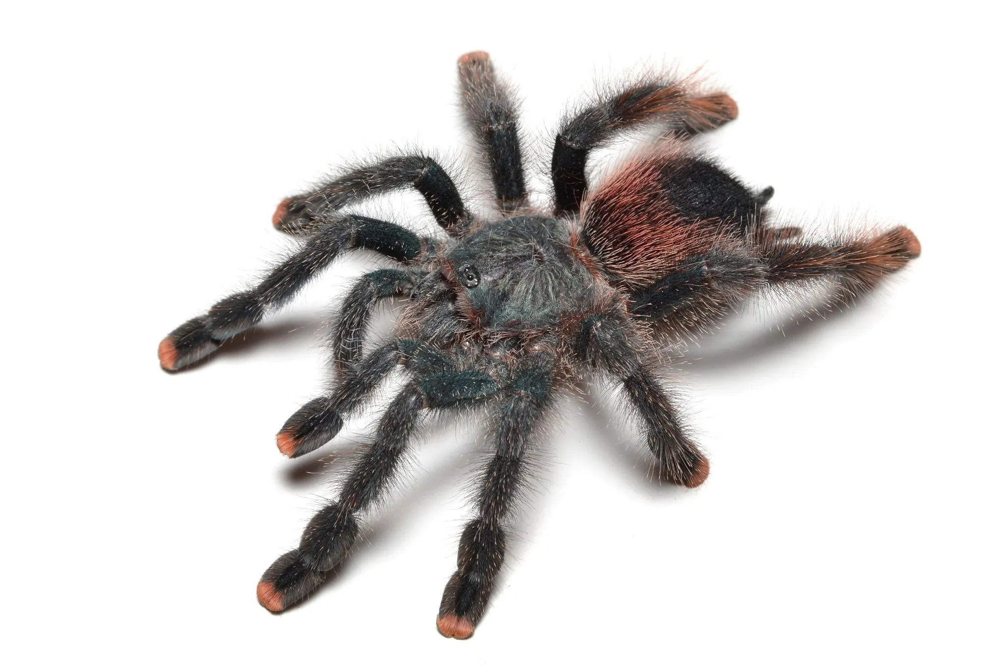 19292 pink toe tarantula appearance