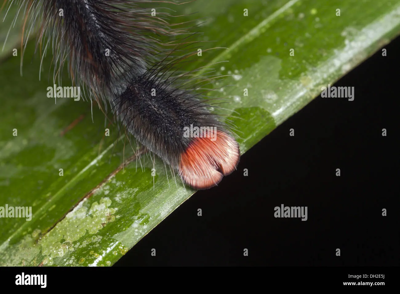 19292 pink toe tarantula humidity